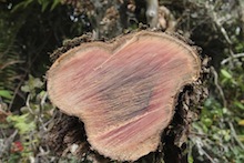 Ohia Wilt disease showing on stump